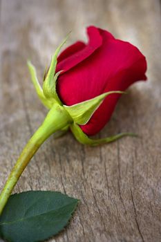 Red rose over old aged teak wood, romantic spring love metaphor