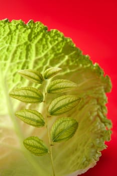 Abstract metaphor of green life outbreak growing inside a cabbage leaf