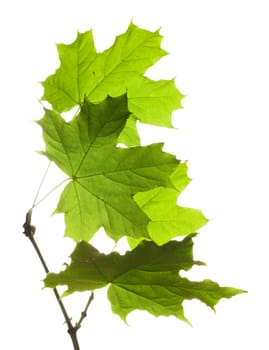 Leaves Isolated on white background