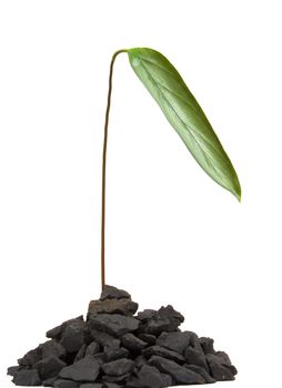 plant growing from the soil isolated on a white background