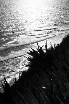 Spiked aloe plants overlooking a setting sun against the ocean waves.  Black and White.
