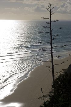 A bare backlit tree overlooking the beaches and ocean below as the sun sets.