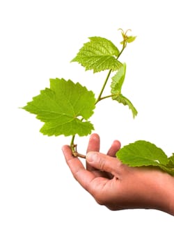 green grape germ in hand Isolated on white background