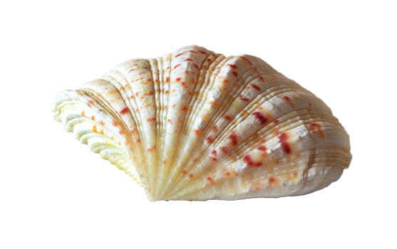 Marine shell from tropical seas