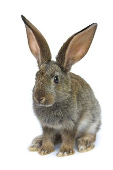 Happy New Year of rabbit isolated on a white background