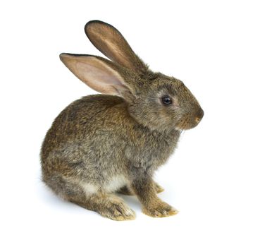 Happy New Year of rabbit isolated on a white background