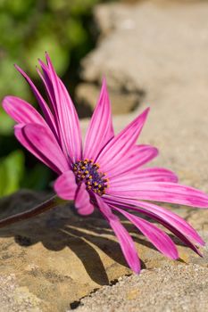 A vertical composition of a purple sunscape daisy focused in the left of the frame, with rock texture background.