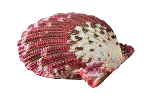 Marine shell from tropical seas isolated on white background