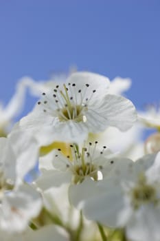 Bright white crab apple flowers, focus on the anthers, with blue sky in the background.