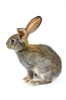 Happy New Year of rabbit isolated on a white background