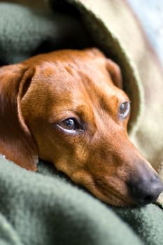 Head of a Miniature Dachshund visible, the rest being covered by blankets.