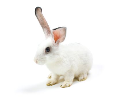 Happy New Year of rabbit isolated on a white background