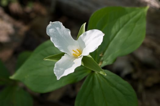 A white trillium flower with 3 green leaves in the background.
