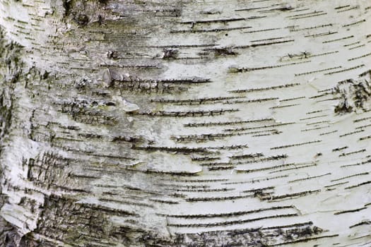 White bark closeup at the base of a poplar tree trunk.
