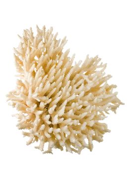 coral isolated on a white background