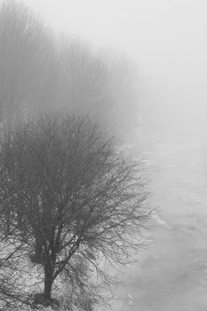 A foggy winter scene with trees fading into the fog.