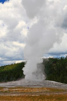 The Old Faithful Geyser in Yellowstone National Park