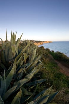 Wild Prickly Aloe plants in the foreground, looking back towards the coast of Lagos, in the Algarve, Portugal.
