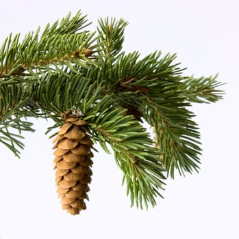 Fir-cone on a branch