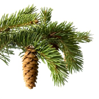 Fir-cone on a branch  isolated on a white background