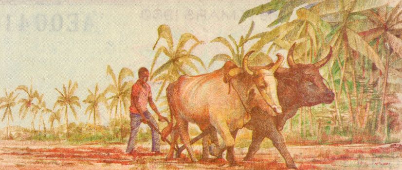 Plowing with Water Buffalo on 50 Francs 1985 Banknote from Guinea