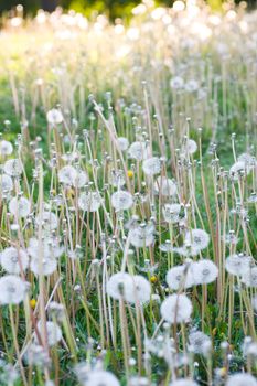 A lawn full of dandelion weeds that have gone to seed are about ready to blow away.