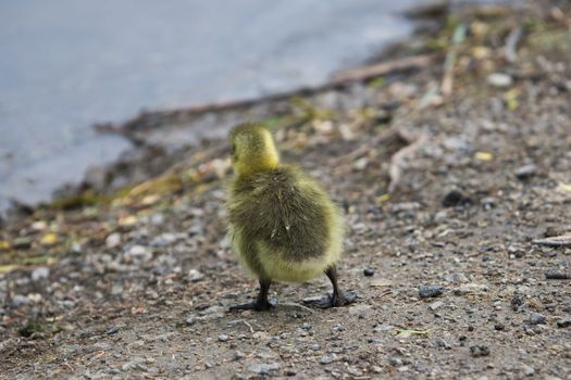 A lone gosling, as it approaches the water.