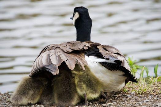 A Canada Goose with goslings taking shelter under its wing.