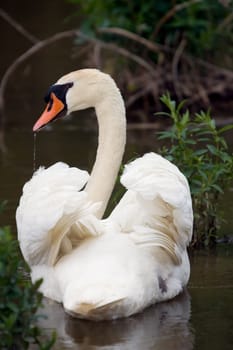 A white swan, with a trickle of water coming from its beak.