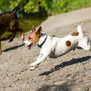 A Jack Russell Terrier dog in mid-stride.
