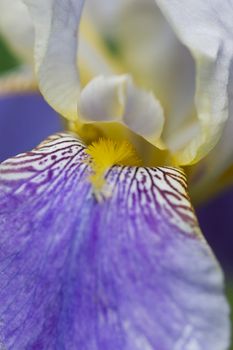 Closeup of a Bearded Iris.
