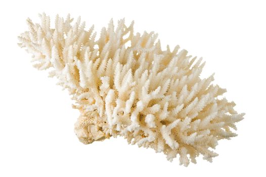 coral isolated on a white background