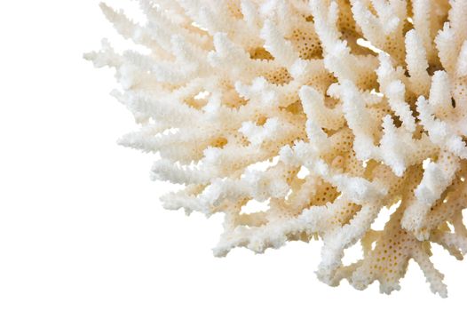 coral isolated on a white background