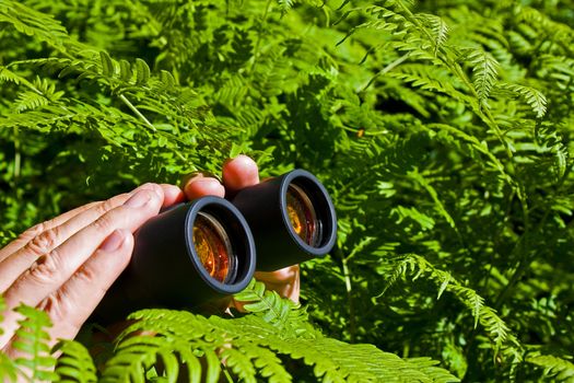 Binoculars in hand peeking from the bushes