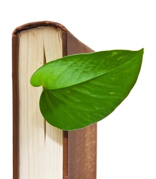 book with a green leaf isolated on white background