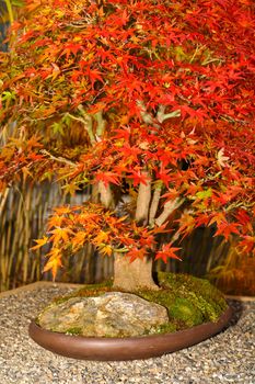 A Japanese Kiku flower show in a botanical garden. The photo is geo-tagged for the location on Google Map. 