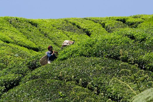 CAMERON HIGHLANDS, MALAYSIA, 4 JULY, 2009: Workers harvesting tea in Boh tea plantation.