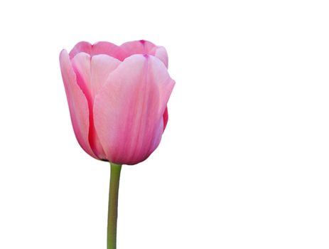 Beautiful pink tulip against white background. Clipping path provided