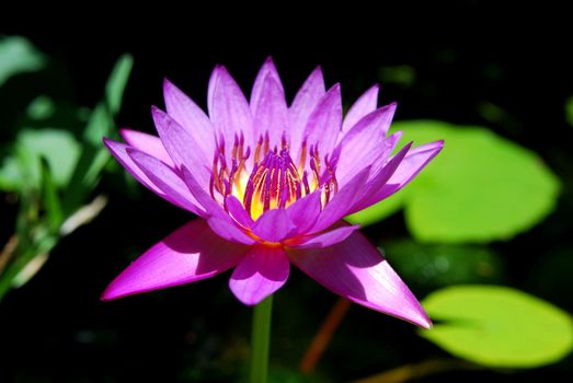 waterlilly lights up the pond