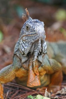 A wild iguana wandered around in a garden in Florida
