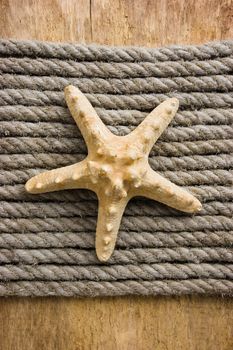 Starfish on the background of the ropes 