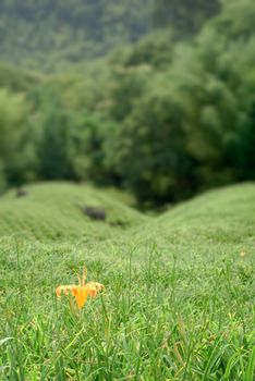 It is a tiger lily on the grassland.