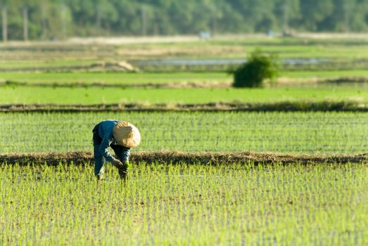 There is a farmer working in the farm.