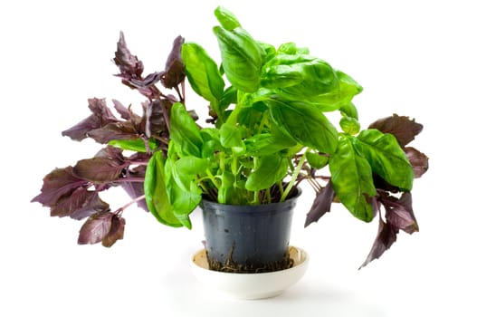 Shot of green and red basil isolated on white