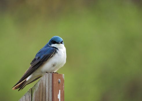 A tree swallow perched on a post.