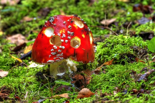 Detail of the fly poison amanita - poisonous mushroom