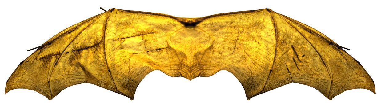 Processed image of glowing batwings