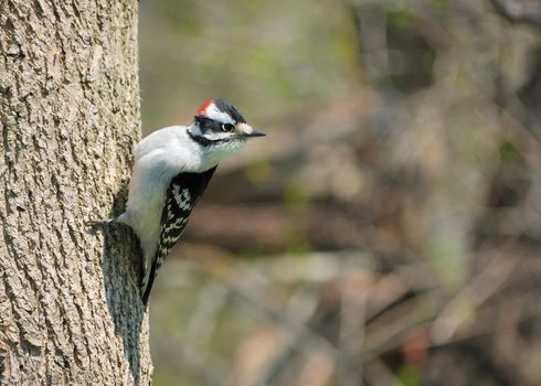 A male downy woodpecker perched on a tree.
