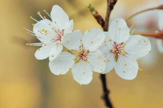 Close up of apple blossoms in early May.