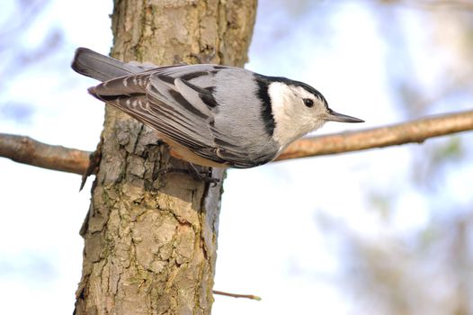 A nuthatch perched on the side of a tree trunk.